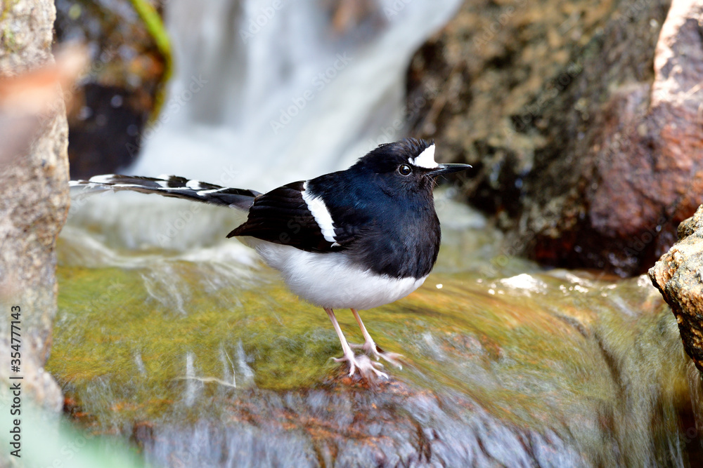 白头叉尾（Enicurus leschenaulti）奇异的黑白鸟，带大尾巴沐浴i