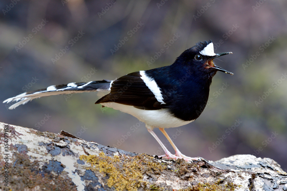 白冠叉尾鸟（Enicurus leschenaulti）美丽的黑白相间的长尾鸟