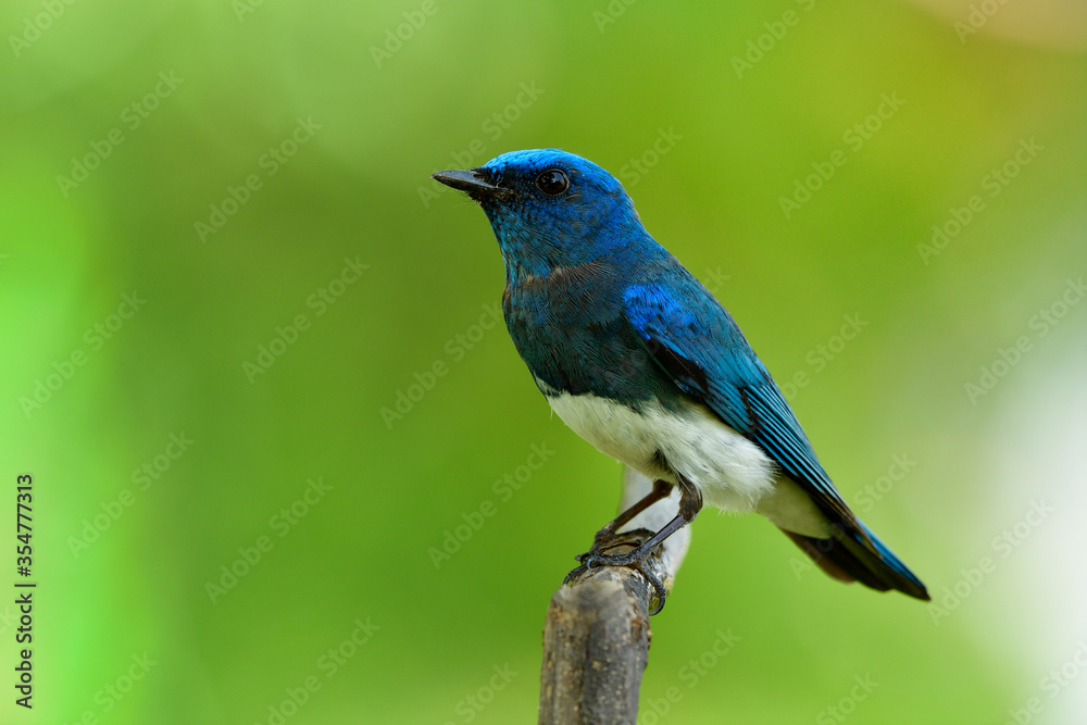 Wide shot of Zappey flycatcher (Cyanoptila cumatilis) fascinated bright velvet blue bird with whit