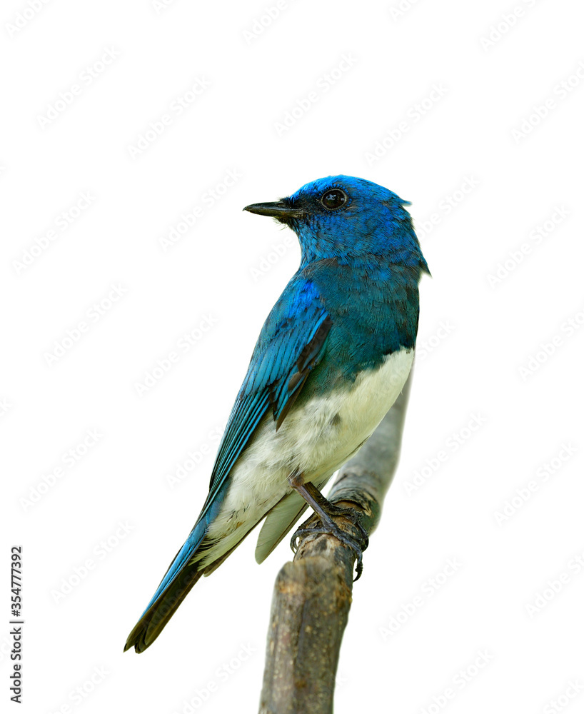 Zappey flycatcher (Cyanoptila cumatilis) amazed bright blue bird with white belly perching on wood