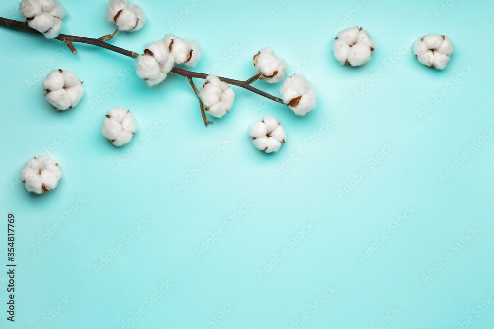 Beautiful cotton branch on color background