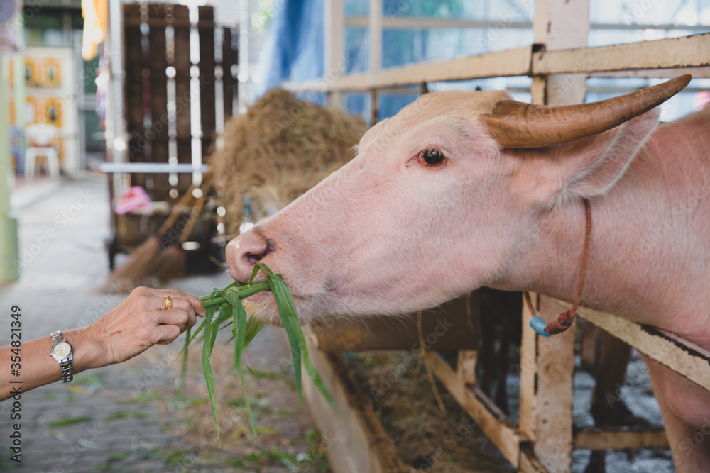 Close-up of a albino buffalo eating grass