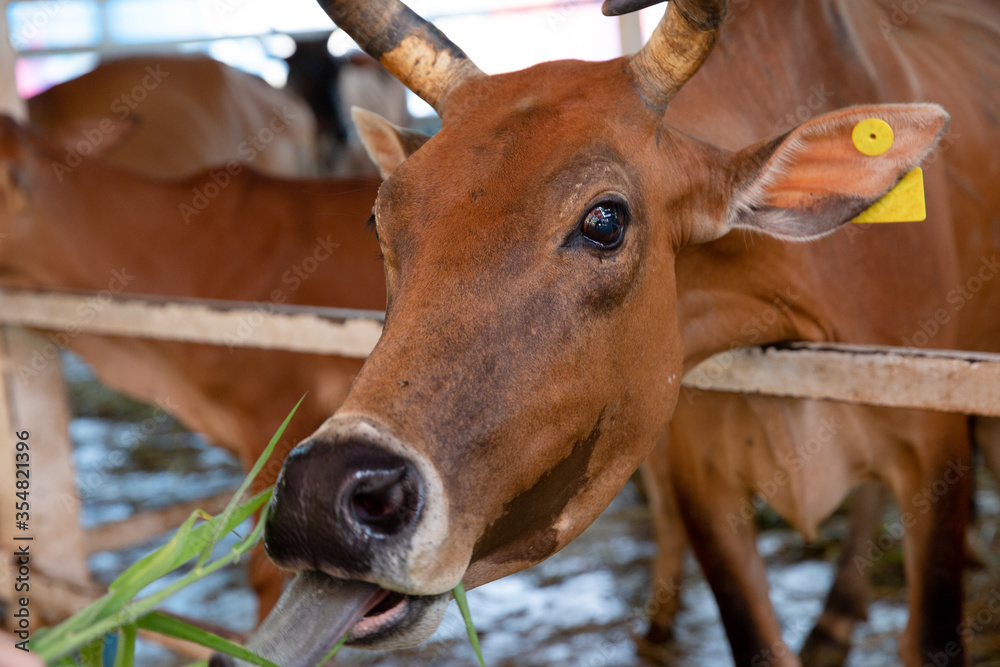 A close up of a brown cow eating grass