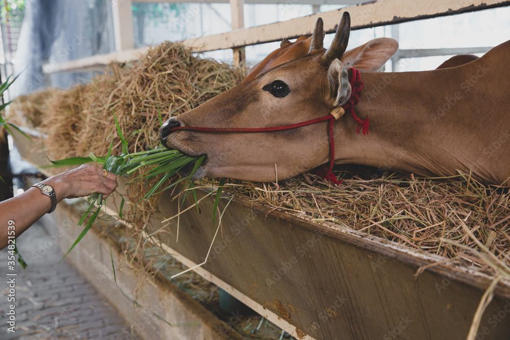 A close up of a brown cow eating grass