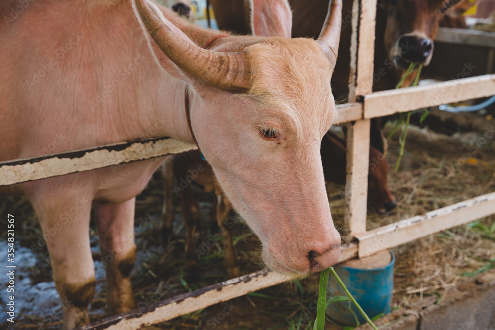 Close-up of a albino buffalo eating grass