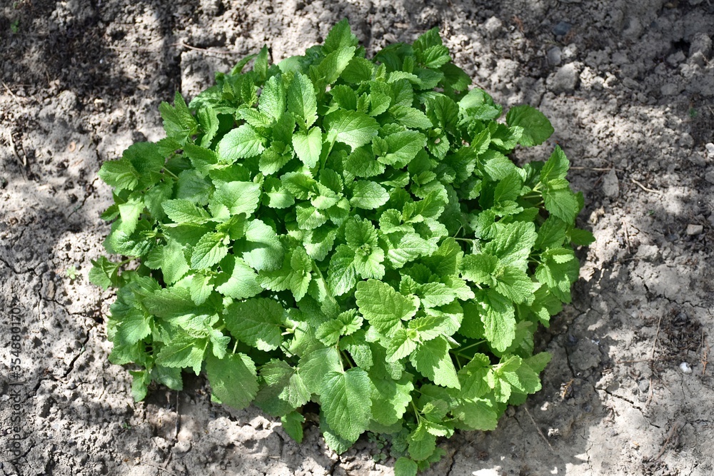 Fresh green lemongrass (lemon balm) in the garden