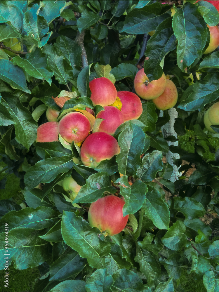 Apple tree branch with fruits