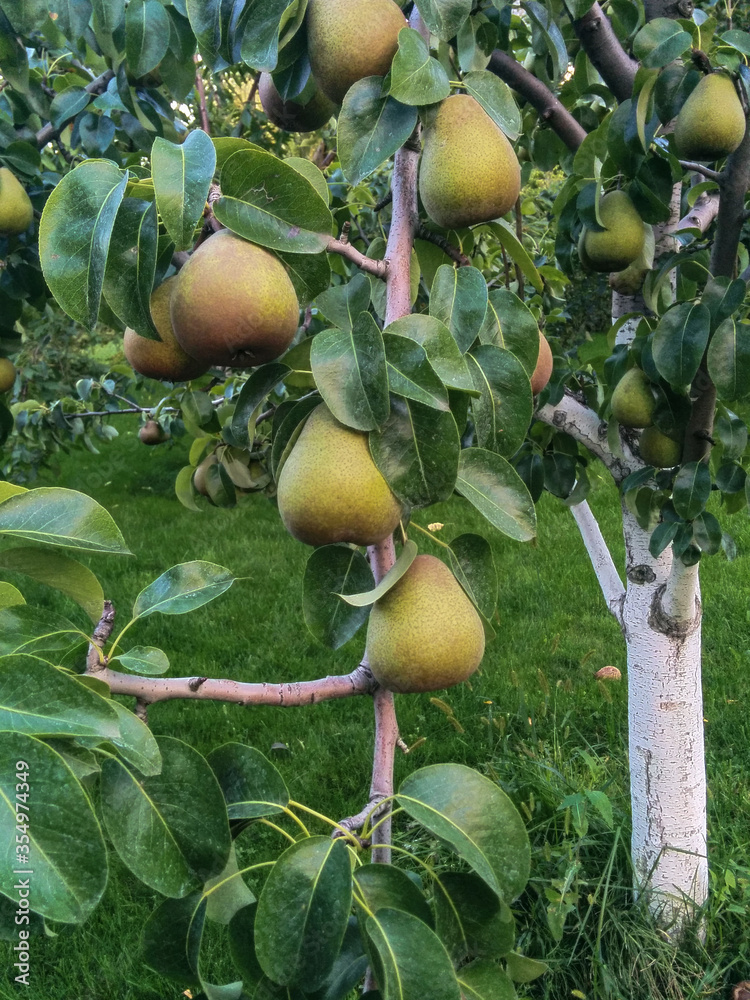 Pear branch with fruits