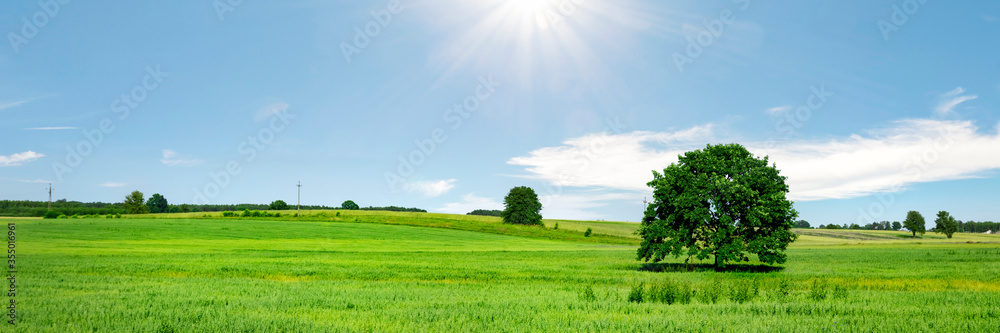 Sunny green meadow with blue sky and clouds, agriculture field in spring