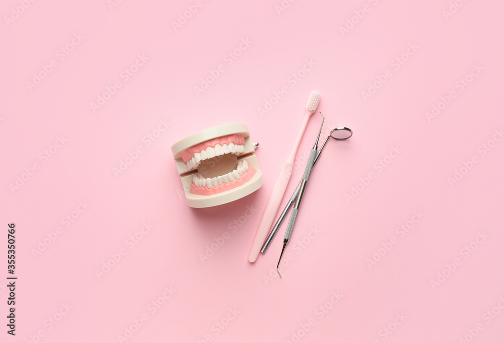 Model of jaw with toothbrush and dental tools on color background