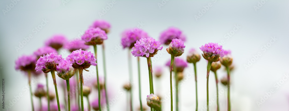 Armeria maritima（Sea Thrift）的全景照片——粉红色的春花。浅景深