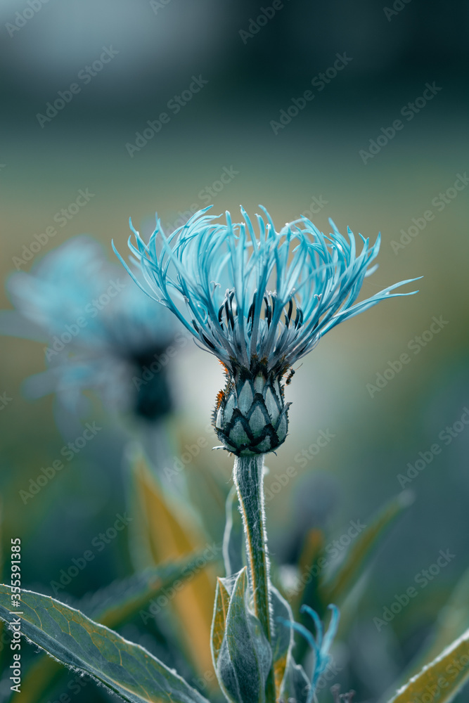 蓝色Centaurea montana的宏观，多年生矢车菊，山地矢车菊、单身汉纽扣，m