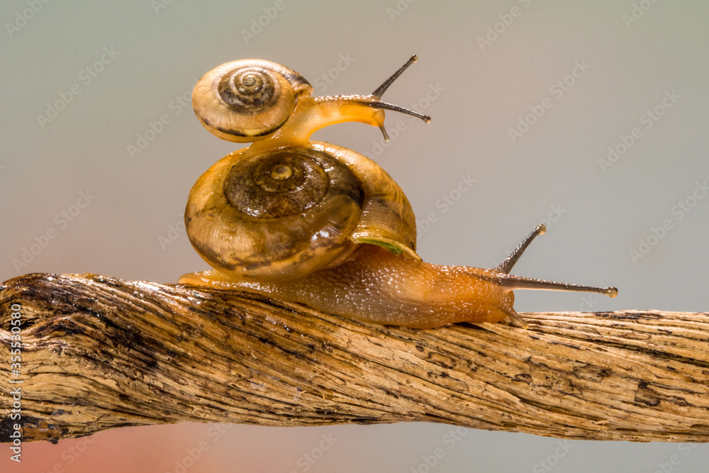 close up snail