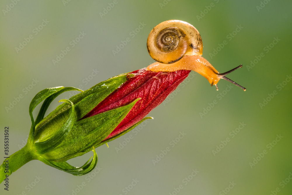 close up snail