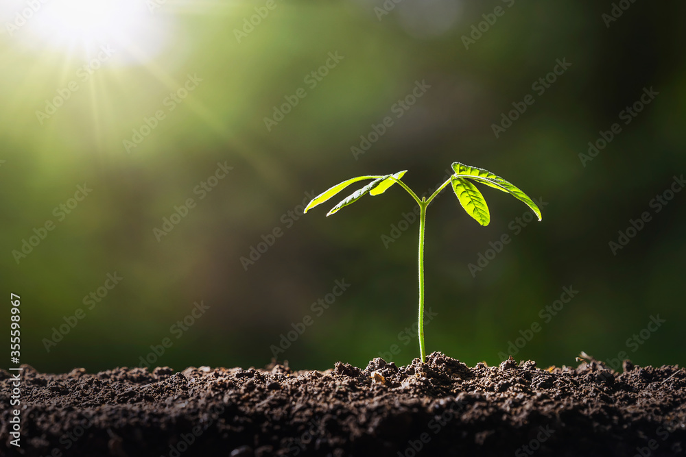 small tree growing on soil in garden with sunshine. eco environment concept