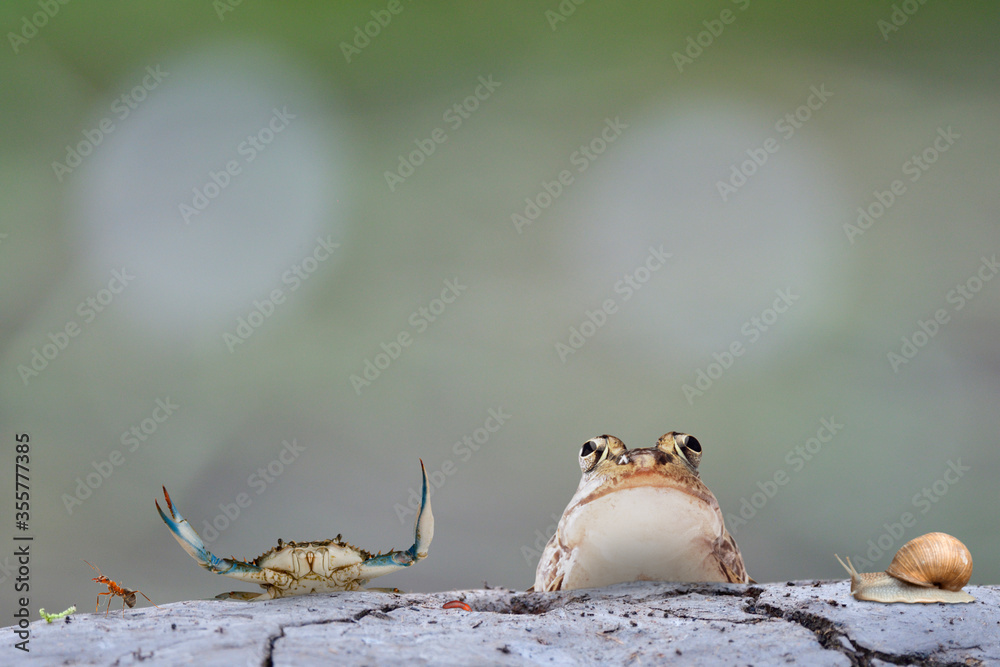 animal farm with green worm, ant, crab, earth worm, frog and snail line up on soil cracked station i