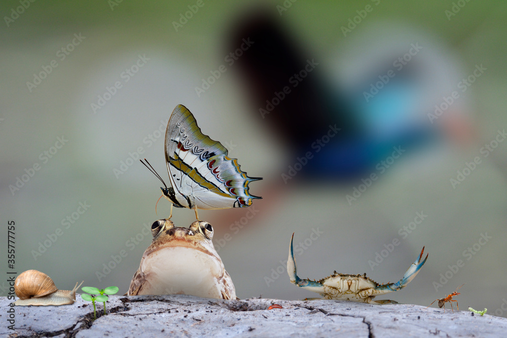 green worm, ant, crab, earth worm, snail, frog with butterfly perching on its head and flying purple