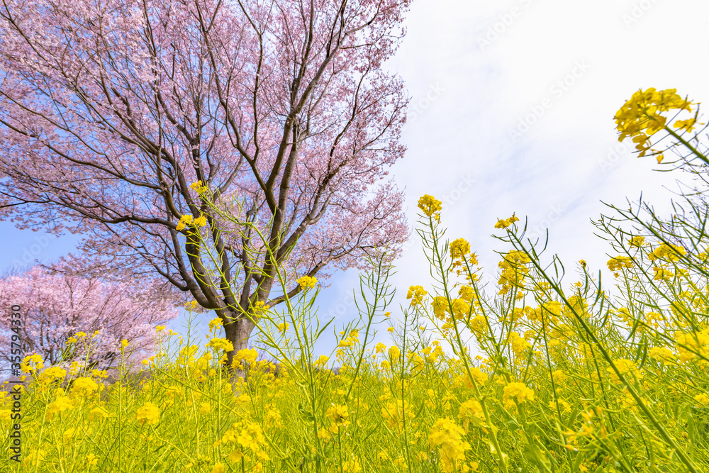 風に揺れる菜の花と桜