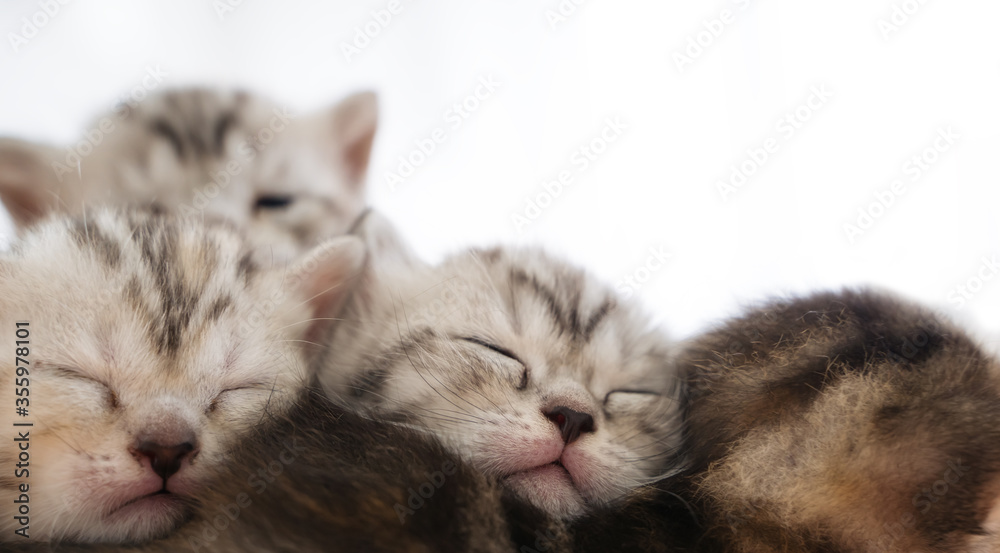 Portrait cute kitten cat family sibling sleeping together