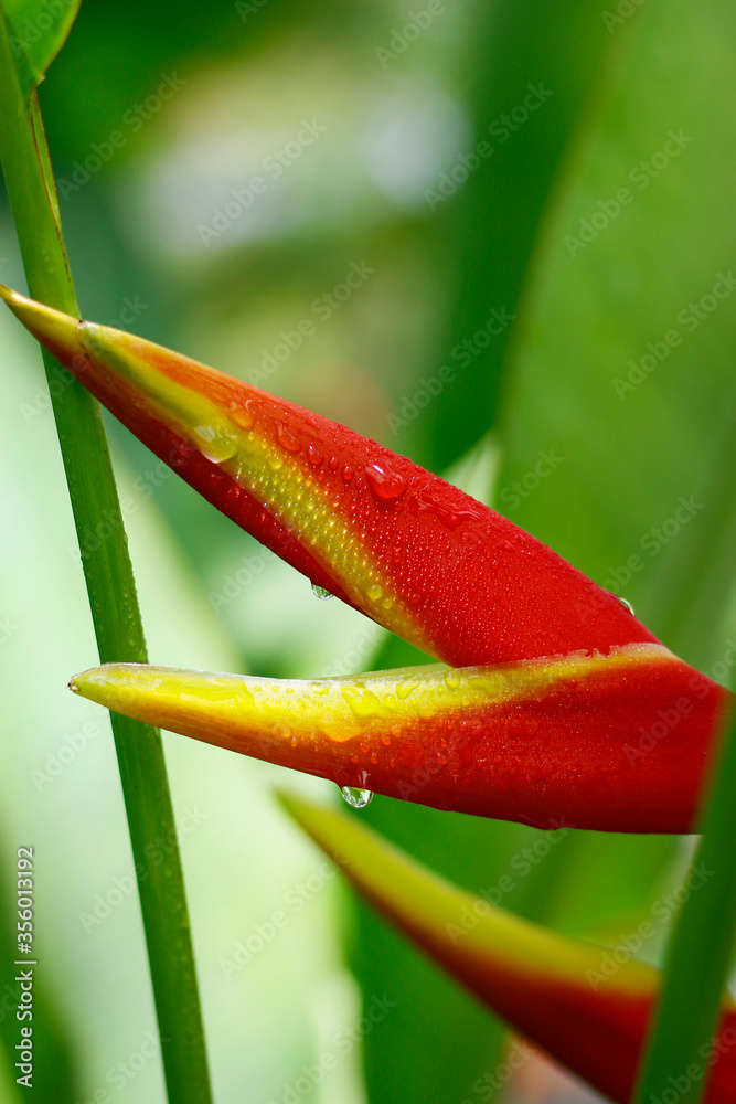 heliconia flower in the rainforest after the rain