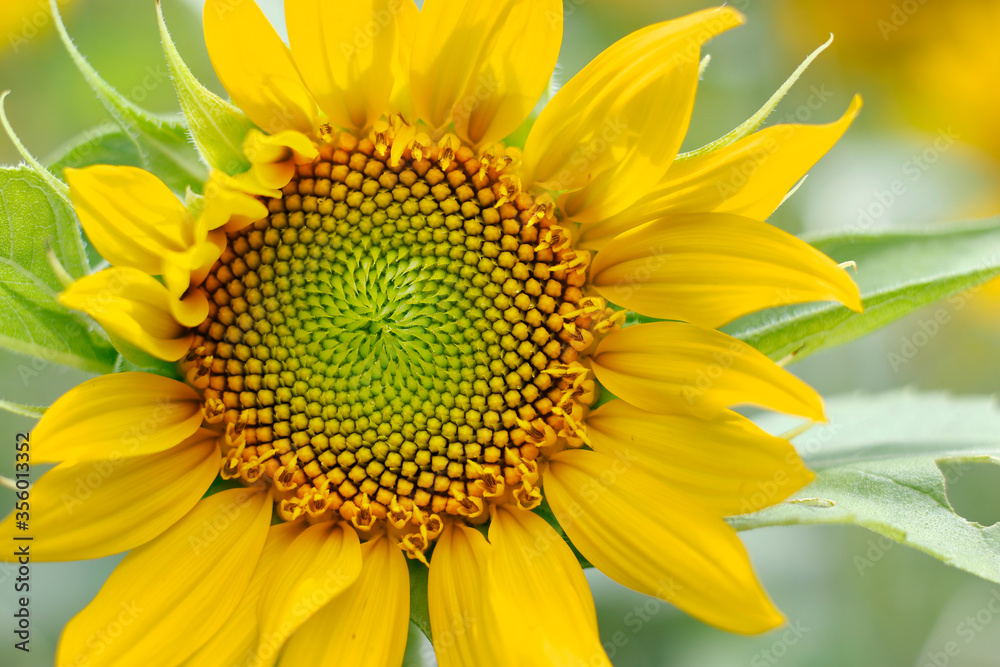 close up of sunflower in a field 