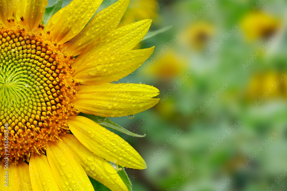 close up of sunflower in a field 