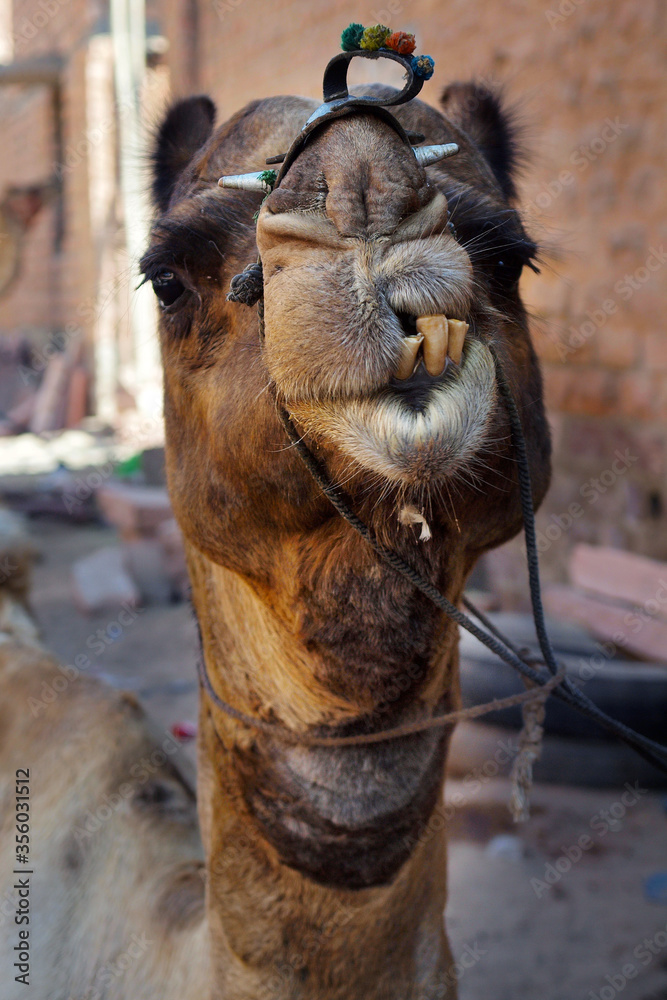 head of camel in the street of jaipur in india 