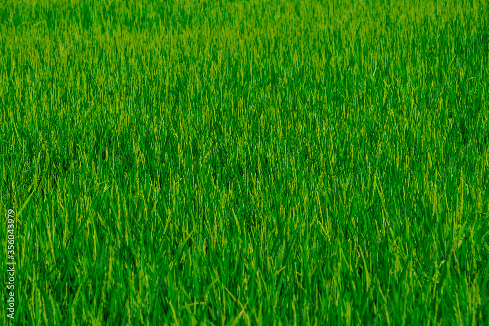 Rice green fields plantation for human food