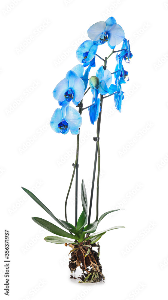 Beautiful orchid plant on white background