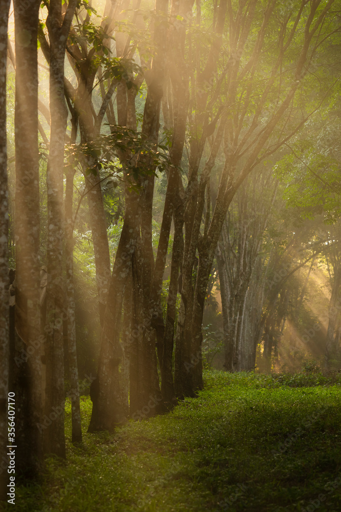 Agricultural rubber tree (Hevea Brasiliensis) with beautiful sunbeam in morning in southern of Thail