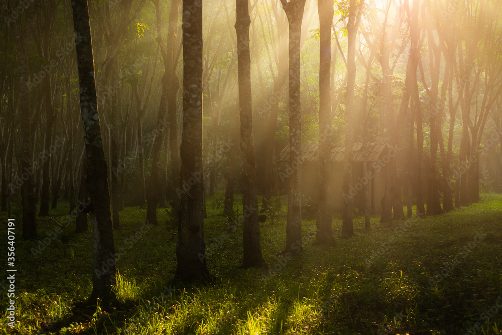 Agricultural rubber tree (Hevea Brasiliensis) with beautiful sunbeam in morning in southern of Thail