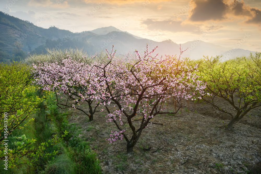 乡村景观，中国广东省韶关市山区桃花