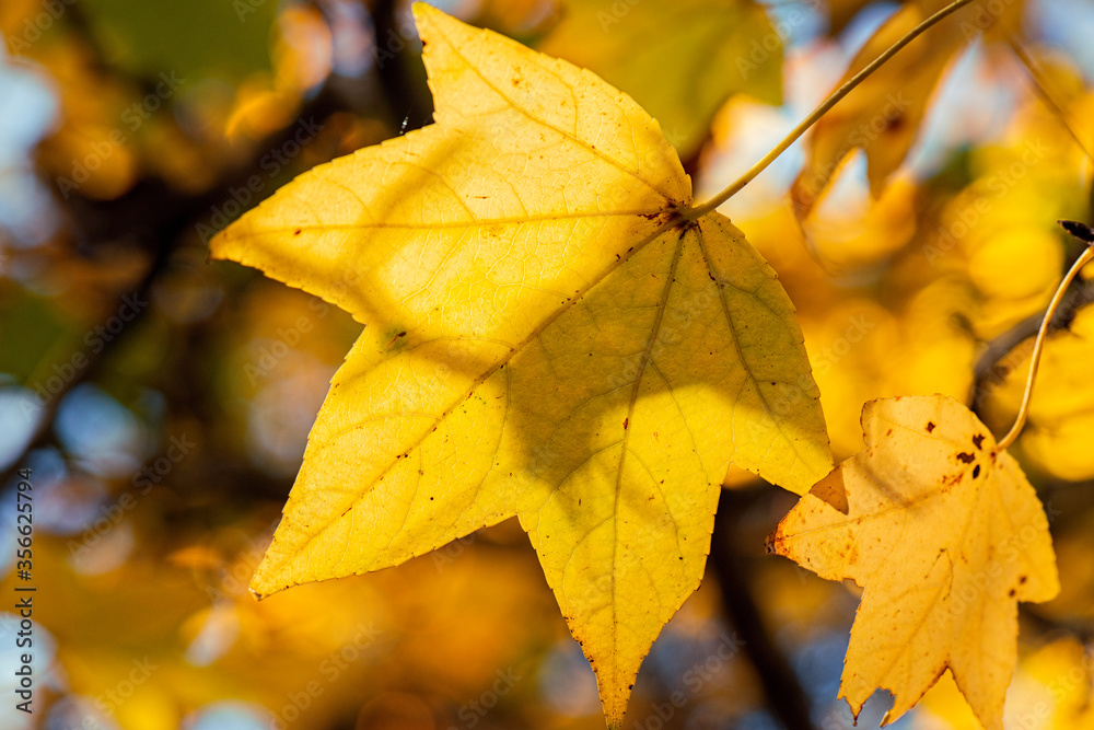 Detailed closeup of a real macro leaf texture 