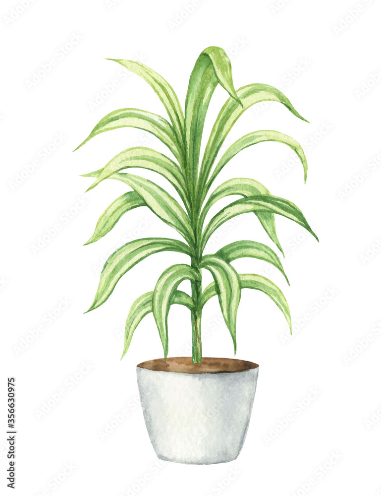 Watercolor vector clipart with a Dracaena in a ceramic pot.