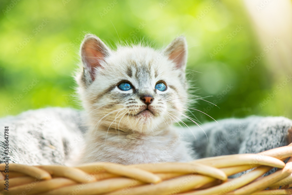 Small kitten cat with blue ayes in basket on garden closeup. Animal pets photography