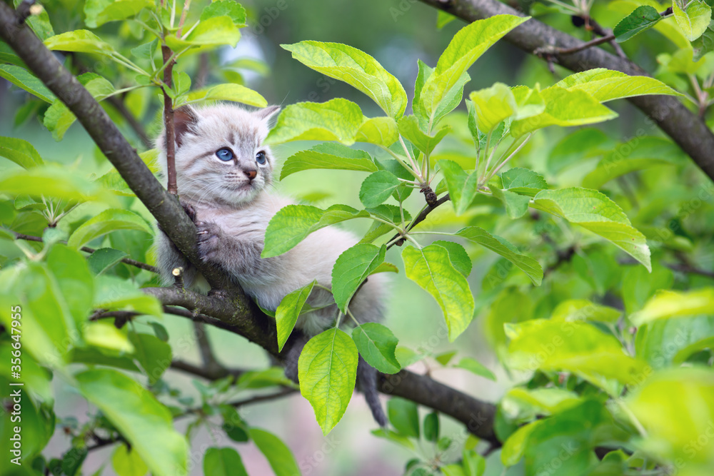 花园里的绿树上粘着一只长着蓝色ayes的小猫。动物宠物摄影