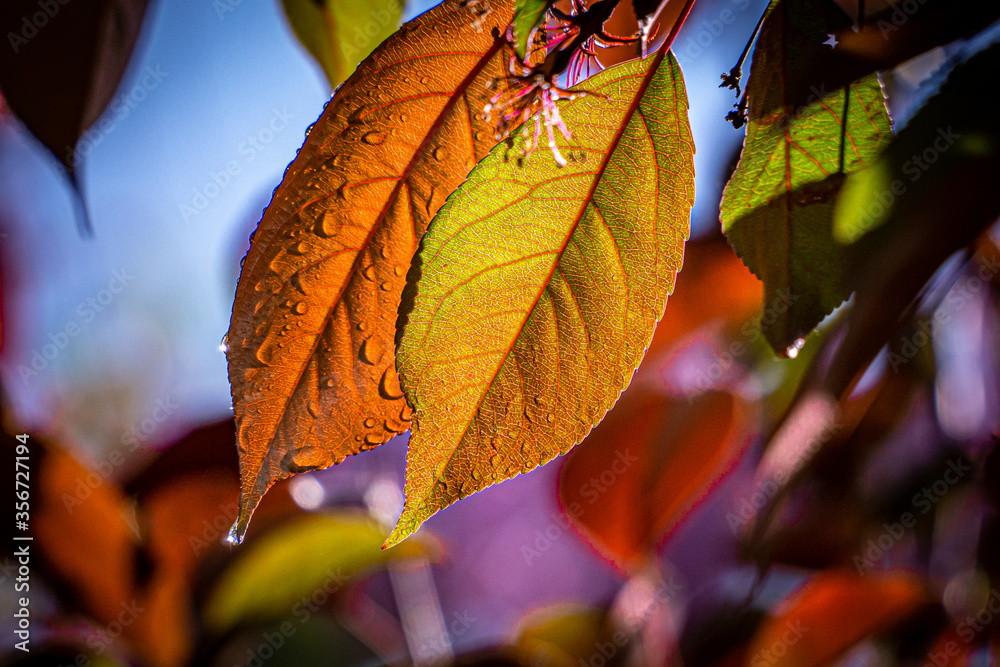 Beautiful leaves on a tree