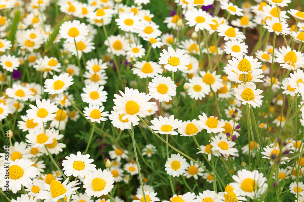 Many beautiful chamomiles in field