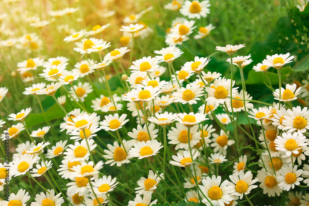 Many beautiful chamomiles in field