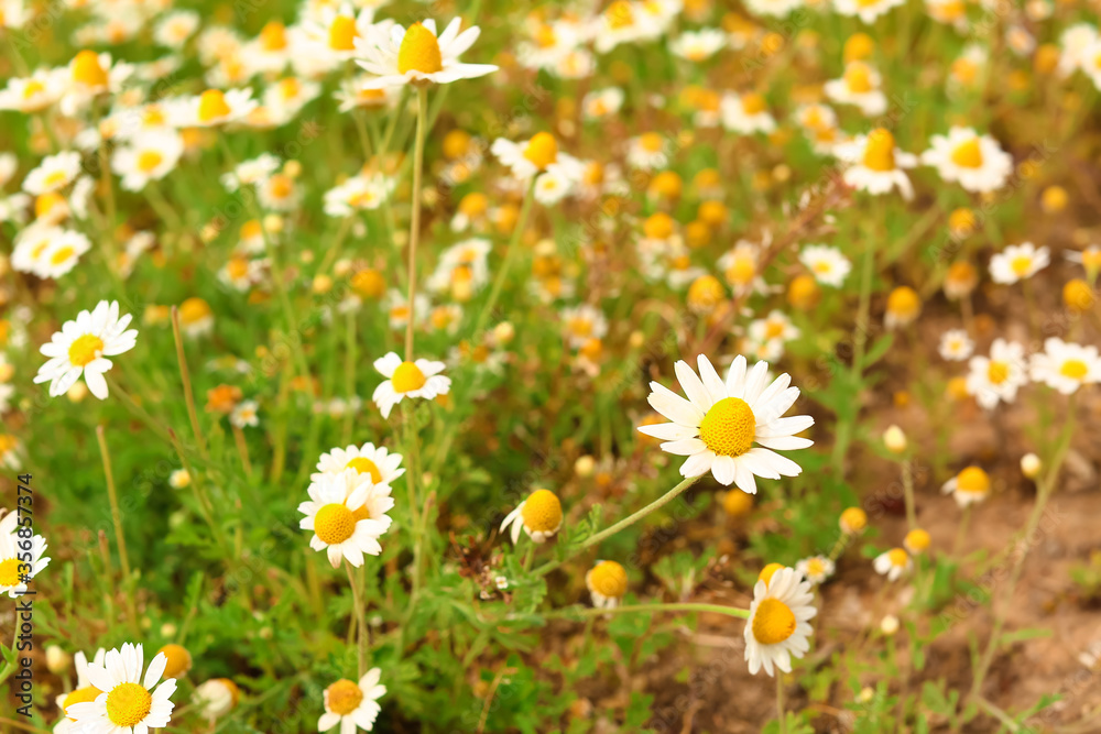 Many beautiful chamomiles in field