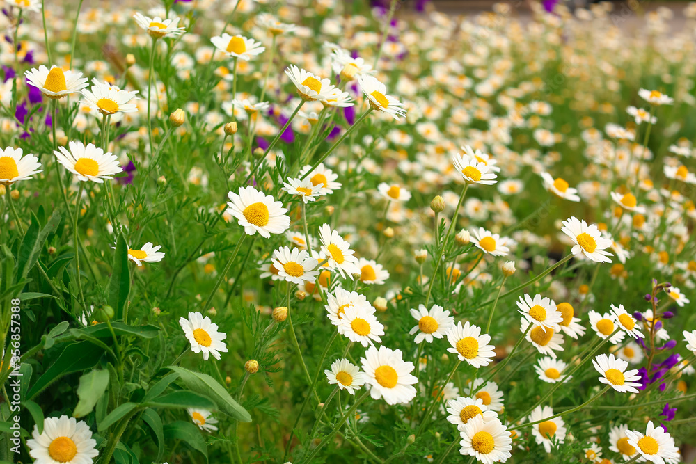 Many beautiful chamomiles in field