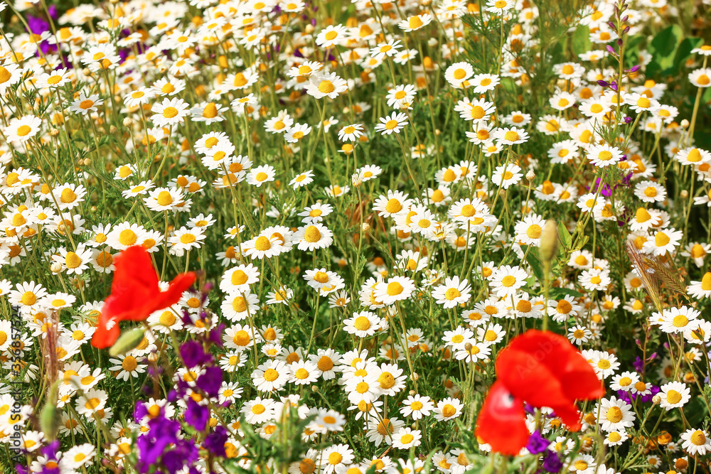 Many beautiful chamomiles in field