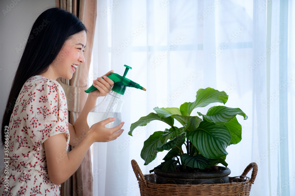 Asian girl Water the plants in house, this image can use for Calathea orbifolia