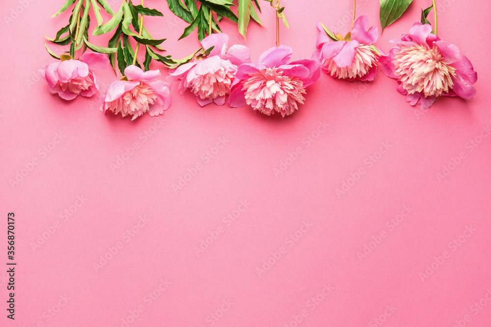 Beautiful peony flowers on color background