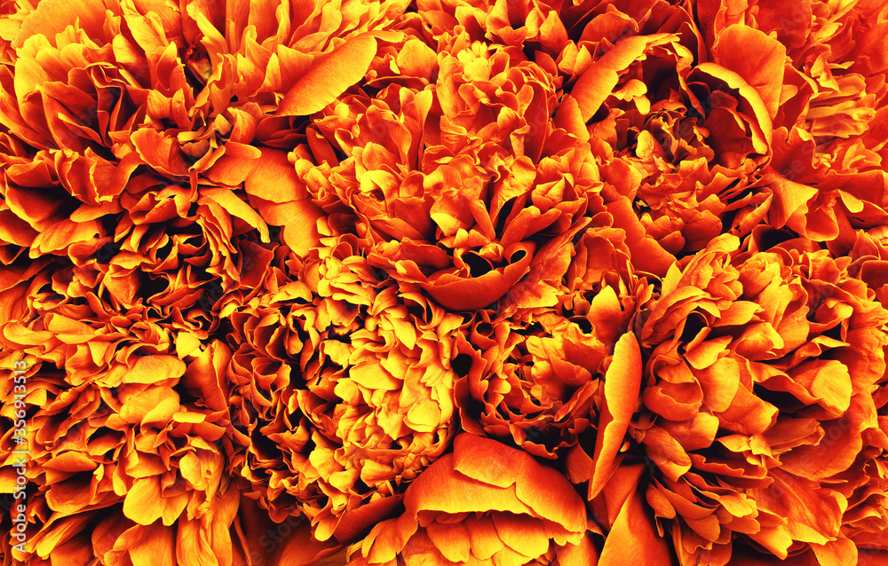  Abstract orange flower