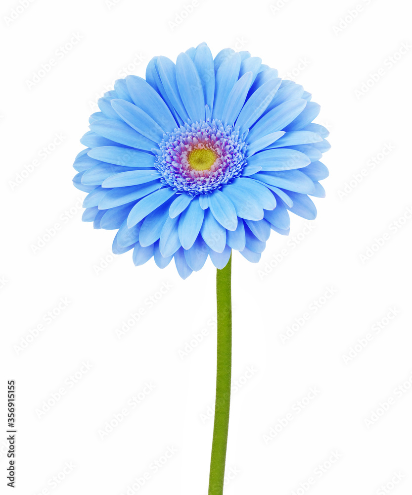 blue flower isolated on white