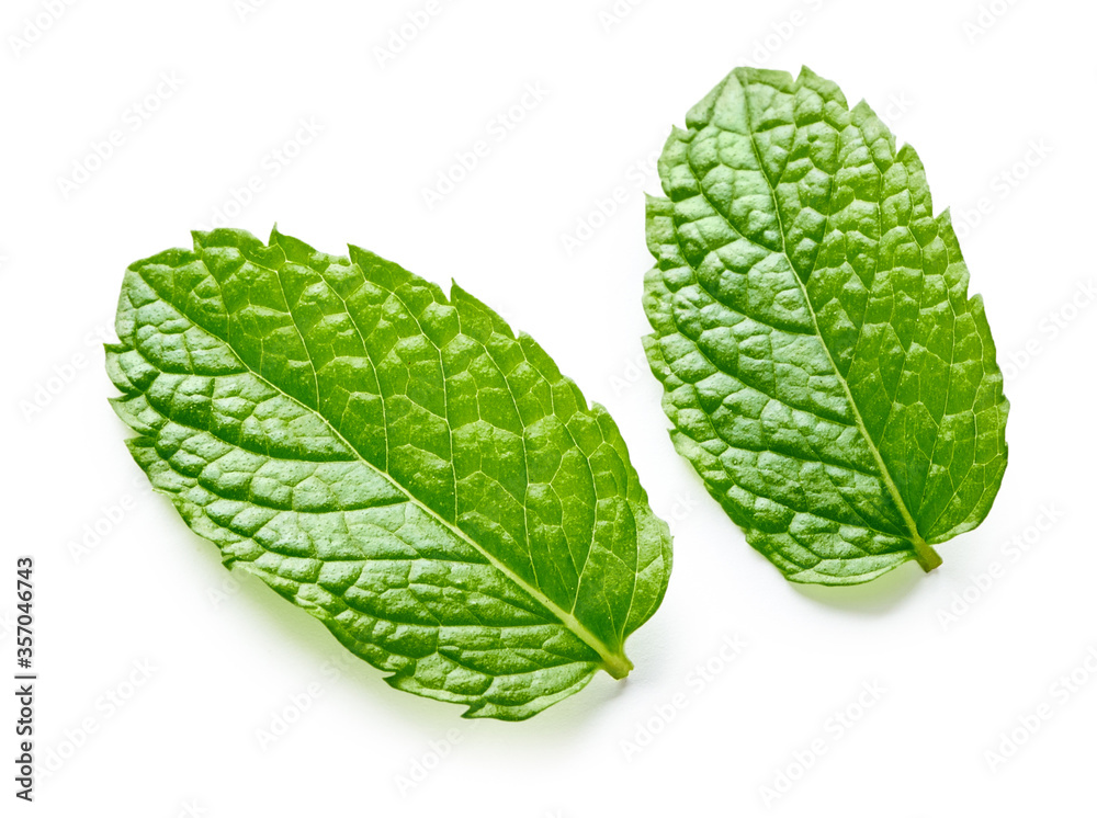 Two mint leaves isolated on white background. Top view of mint