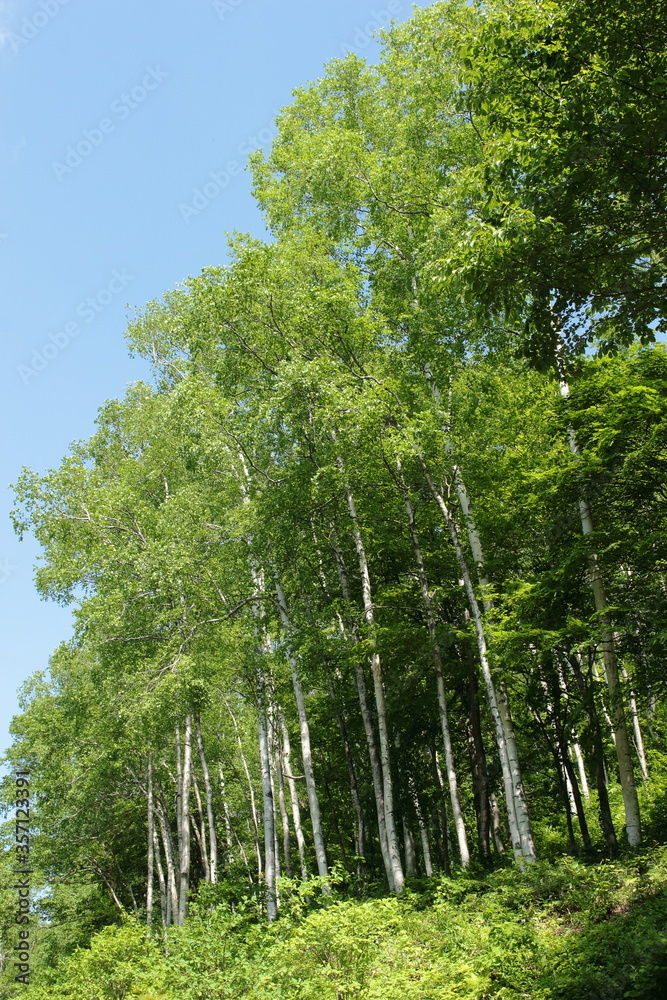 平庭高原　白樺