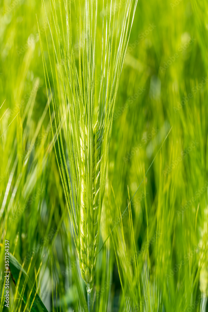 Green wheat field, growing barley