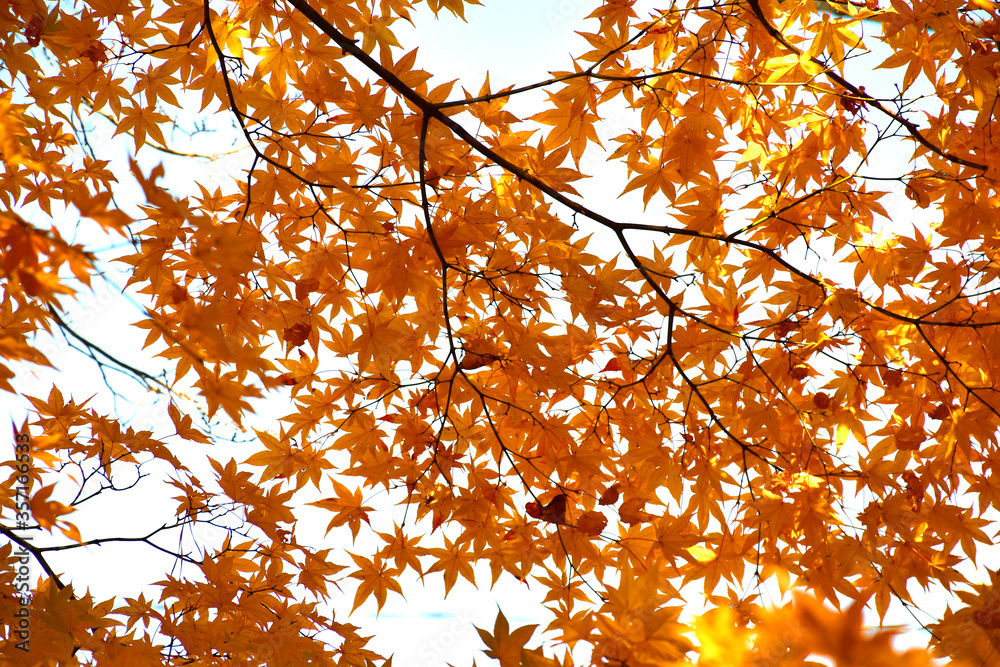 Vivid maples leaves in Autumn. Foliage of trees nature background. Concept for beautiful landscape s